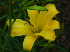 Hemerocallis lilioasphodelus  Gele daglelie bestellen